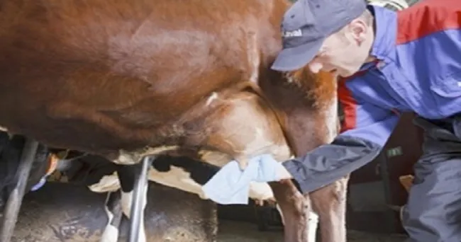 Higiene y cuidados de la ubre para tener una buena producción