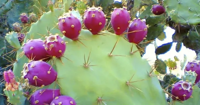 ¿Cómo se puede usar el higo, tuna o nopal en ganadería?