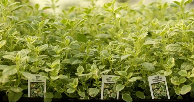 AGRIFRESH, la exportadora de hierbas aromáticas que vendió us$4 millones en 2022
