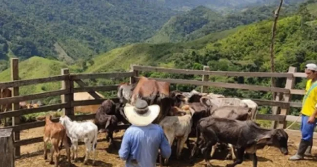 Colombia celebra hoy el Día Nacional del Ganadero