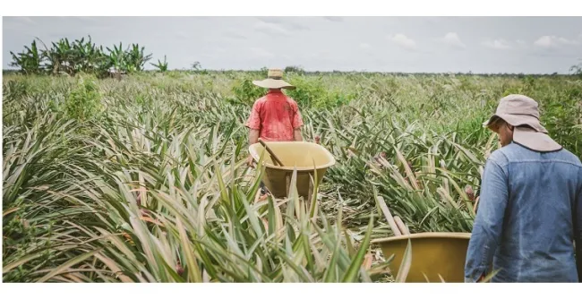 Abierta convocatoria para la elección de representantes al Consejo Superior del Sistema Nacional de Innovación Agropecuaria