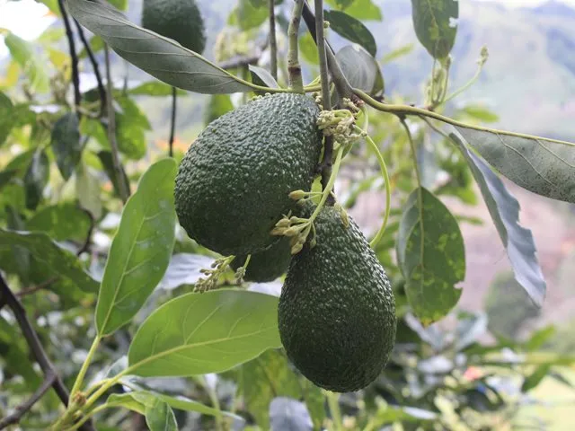 https://www.ica.gov.co/Noticias/Agroempresarios-aguacate-Hass-Caldas-cultivos.aspx
