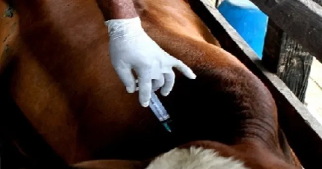 Se amplía ciclo de vacunación contra la fiebre aftosa y la brucelosis bovina