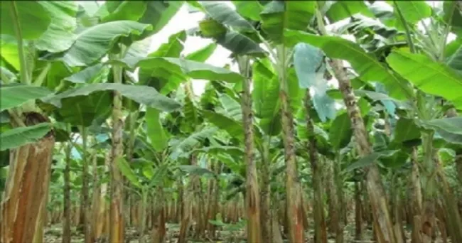Alerta temprana por sospecha de la enfermedad de banano en La Guajira