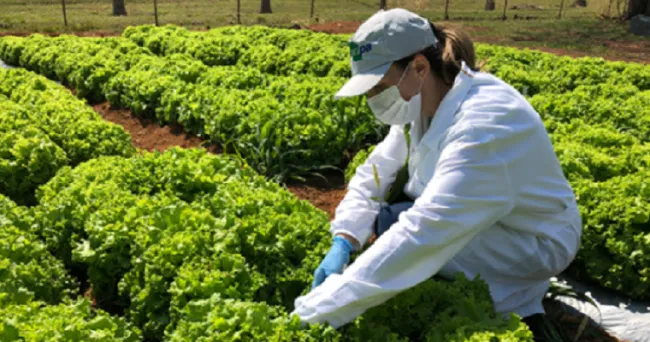 Embrapa hortalizas y el IICA invierten en estudio e investigación para tratar efluentes para uso agrícola