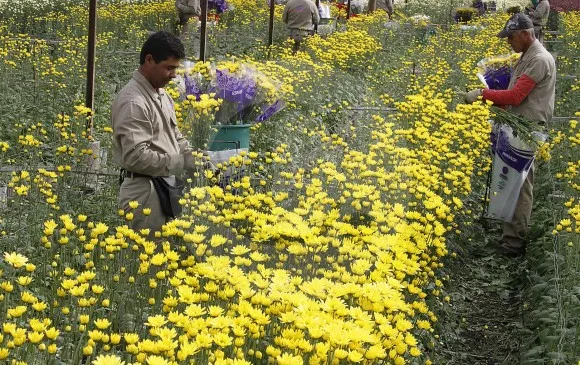 Floricultores de Antioquia ganan en productividad - 17 de Abril de 2017