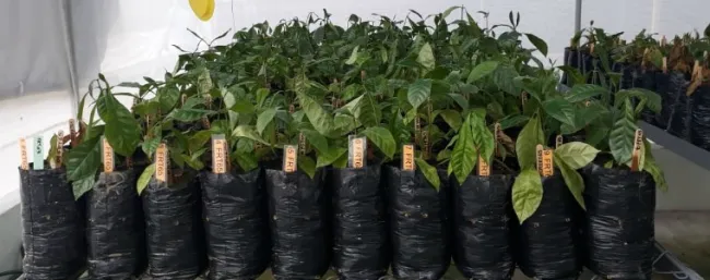 AGROSAVIA lidera la evaluación para el ingreso de una nueva especie de café al país