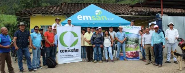 AGROSAVIA y CENICAÑA evalúan variedades de caña con productores paneleros del occidente de Nariño