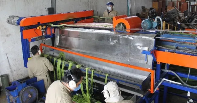 Ya está lista Fiqueña, la tecnología que busca optimizar el proceso de extracción de la fibra del fique en Colombia