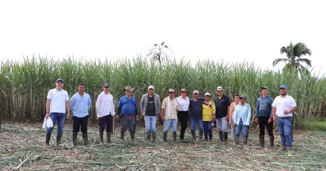 Llega la cosecha de semilla de caña para los productores ASOPANELA del Plan Nacional de Semillas - AGROSAVIA