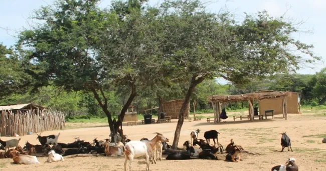 Investigadores de AGROSAVIA publican artículo científico sobre el rol de pastores y pastoras Wayúu en la ganadería ovino-caprina de La Guajira