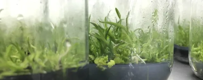 Al rescate de las orquídeas nativas en Cundinamarca