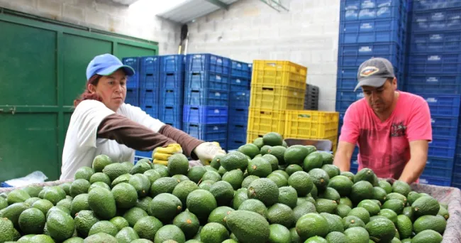 Con sus ofertas tecnológicas y conocimiento científico, AGROSAVIA llega a Territorio Aguacate 2022
