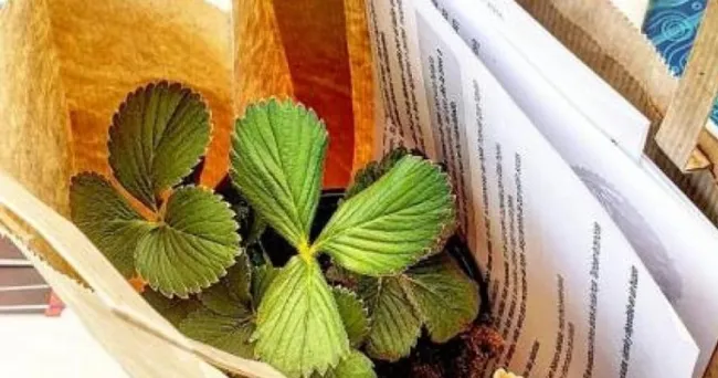 Fresas en los balcones para medir la calidad del aire en las ciudades