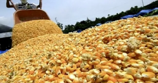 ¿Debe eliminarse el arancel para las importaciones de maíz?