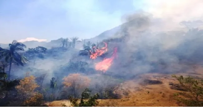 Lamentable: más de 700 hectáreas quemadas en el Tolima