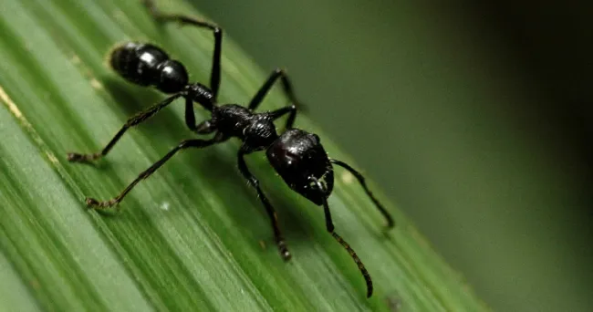 La cría de insectos comestibles como alternativa sostenible a la producción de carne