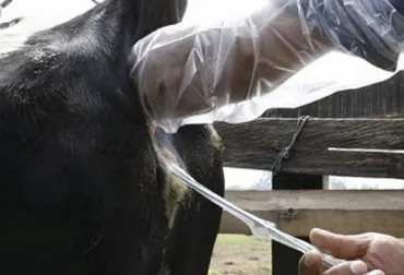 Algunas recomendaciones para el manejo de una vaca recién servida