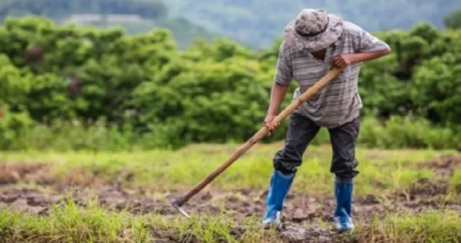 Productores recibirán apoyo para adquirir insumos