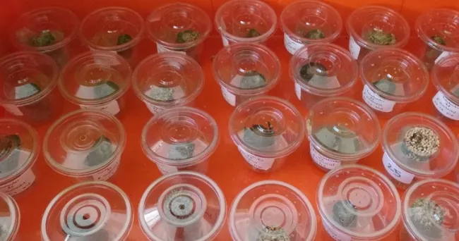 Investigación de AGROSAVIA y la UPTC, en plagas limitantes de la guayaba, es nominada a los premios Nacional de Entomología y Alejandro Ángel Escobar 2021