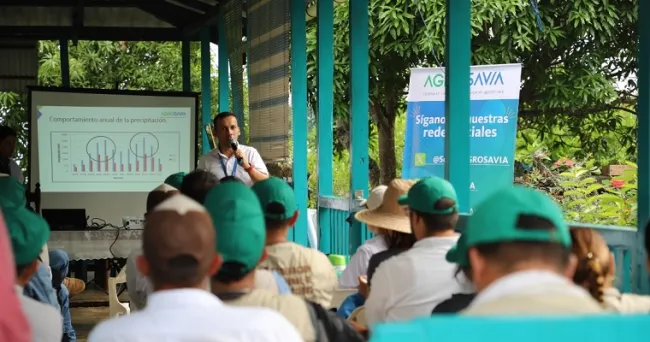 AGROSAVIA promueve estrategias de adaptación a variabilidad climática en cacao y ganadería