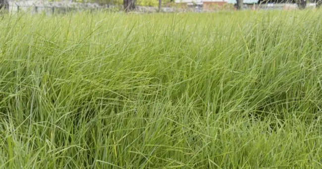 Fertilización y poda del pasto kikuyo maximizan su rendimiento y mejora la captura de carbono