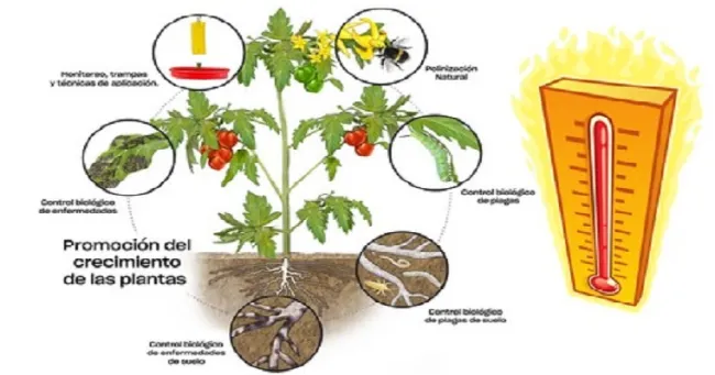 Cómo adaptar la estrategia de control biológico a la ola de calor
