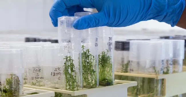 AGROSAVIA entrega resultados para atender futuras epidemias del virus PYVV en cultivos de papa del país