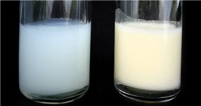 ¿Cómo detectar las alteraciones que afectan la calidad de la leche?