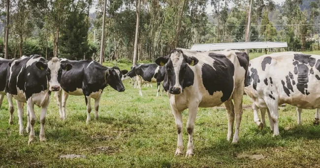 Con soluciones estructurales, MinAgricultura responde a los retos que enfrenta el sector lechero