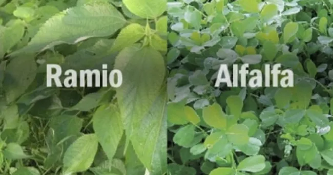 Así se siembran y fertilizan 2 importantes especies leguminosas en Colombia