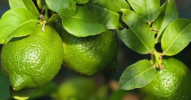 ¡Antes de terminar el 2022, Antioquia tendrá mil nuevos predios con registro exportador!