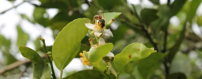 Más que una amenaza para el hombre, las abejas son un beneficio para la agricultura - 14 de septiembre de 2017