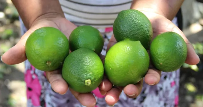 Productores de Nariño obtuvieron certificación de calidad para exportar limón tahití