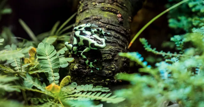 Lanzan concurso de soluciones tecnológicas para ayudar a combatir el tráfico de vida silvestre