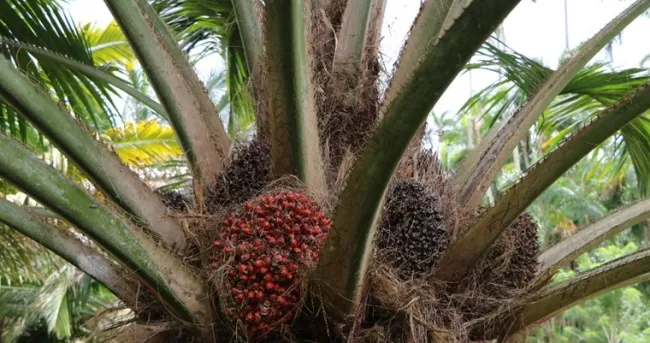 Colombia presenta alternativa sostenible en palmáceas en el marco de la COP16
