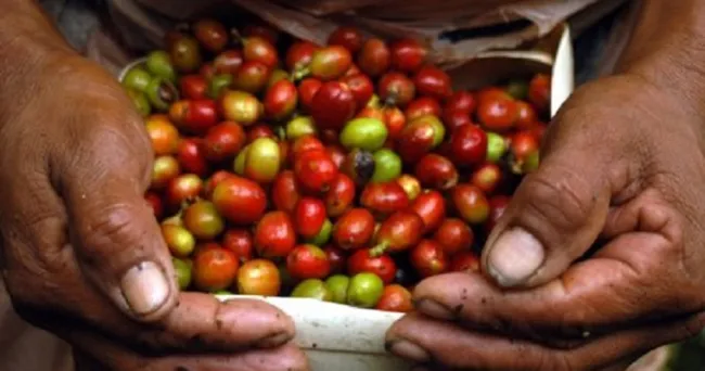 Prográmese con las ponencias que tendrá la cumbre cafetera que este año será online