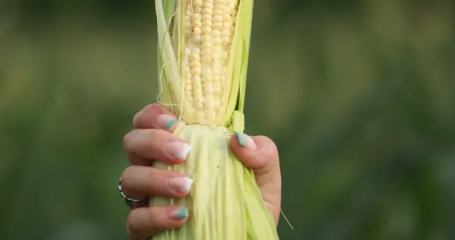 Resultados de las convocatorias del Plan Semilla – Cacao, Especies Arbóreas Nativas, Maíz, Aguacate y Plátano