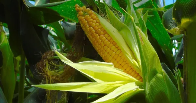 Colombia registra nuevo récord en adopción de cultivos transgénicos de maíz y soya