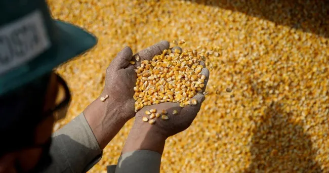 Consejo Internacional de Cereales eleva previsión para la cosecha mundial de maíz