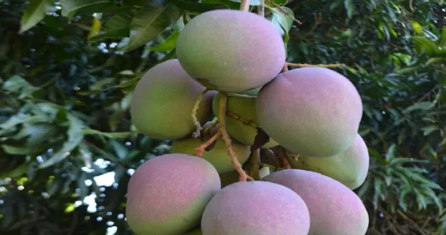 La antracnosis no será más un problema incontrolable para los productores de mango