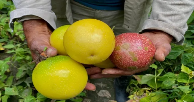 Conozca sobre los avances de investigación e innovación en el cultivo de maracuyá en Colombia