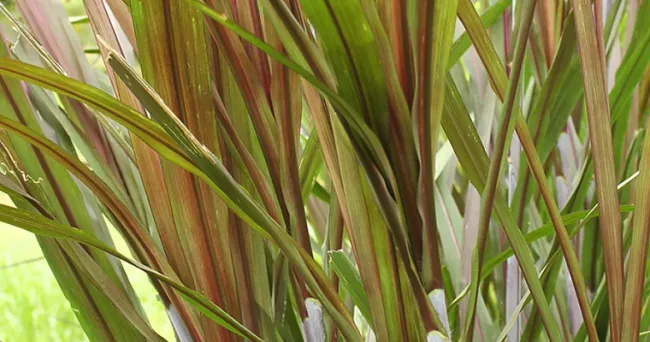 Claves que debe tener en cuenta al sembrar pasto maralfalfa