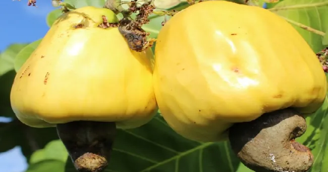 El marañón, cultivo y agronegocio con una excelente proyección para el desarrollo del campo colombiano