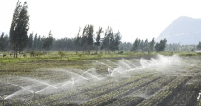 Cómo maximizar las bondades del área de riego en la finca
