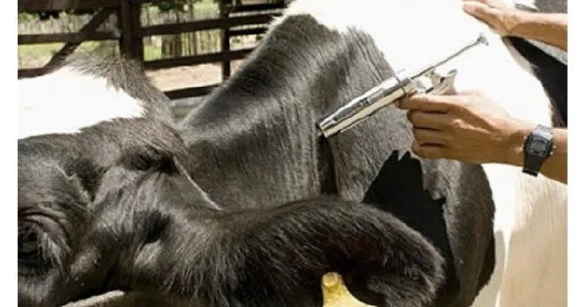 Medicamentos veterinarios adulterados están afectando la ganadería