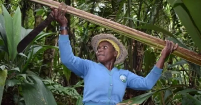 El Fondo Verde para el Clima aprueba US $ 28 millones para ayudar a Colombia a combatir la deforestación en la Amazonía