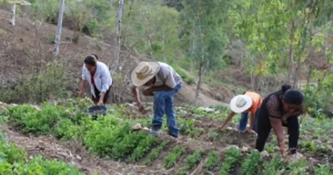 La FAO y FONTAGRO impulsarán la innovación y la investigación en alimentación y agricultura en América Latina y el Caribe
