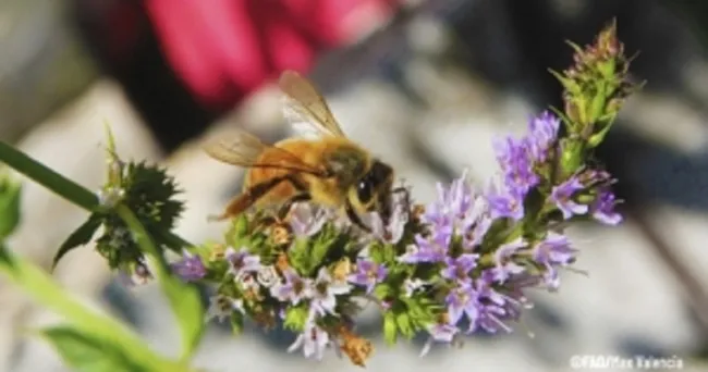 FAO busca proteger a insectos polinizadores en América Latina y el Caribe