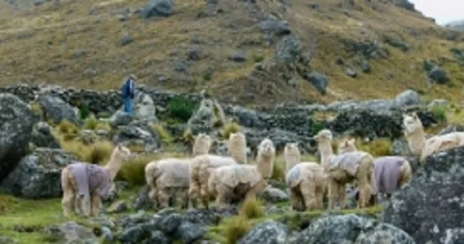 Celebración de la diversidad de los sistemas de patrimonio agrícola de importancia mundial